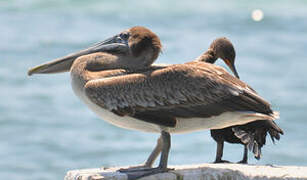 Brown Pelican