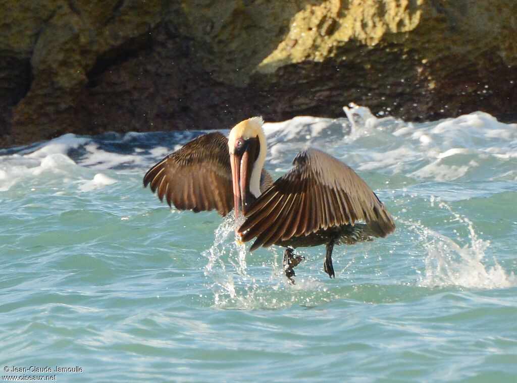 Brown Pelican