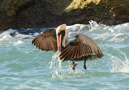 Brown Pelican