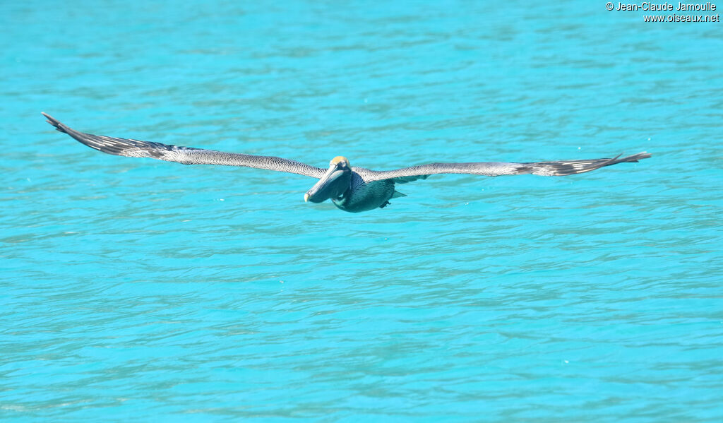 Brown Pelican