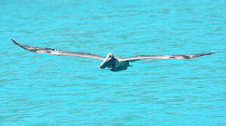 Brown Pelican