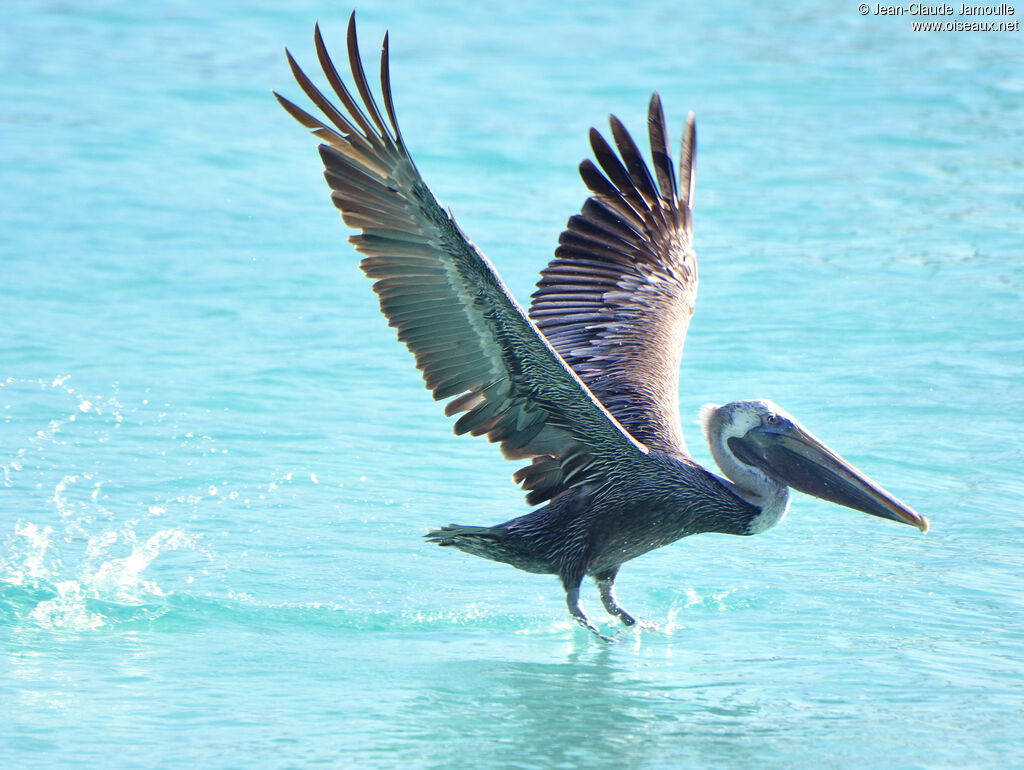 Brown Pelican