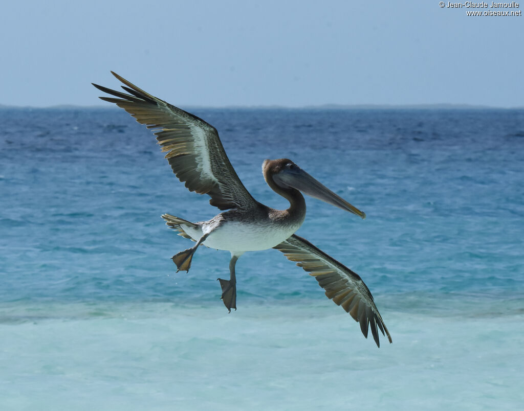 Brown Pelican