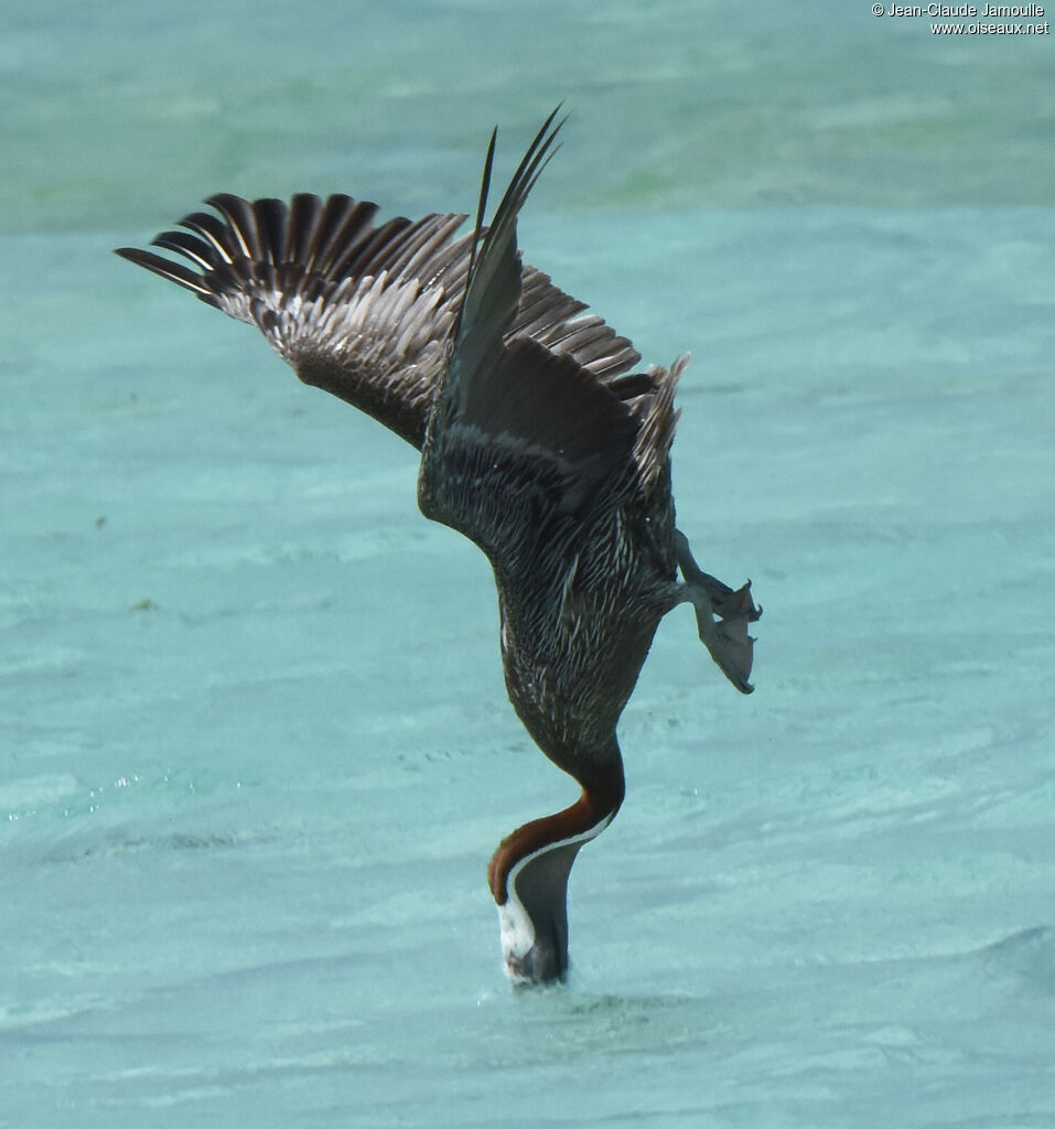 Brown Pelican