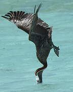 Brown Pelican