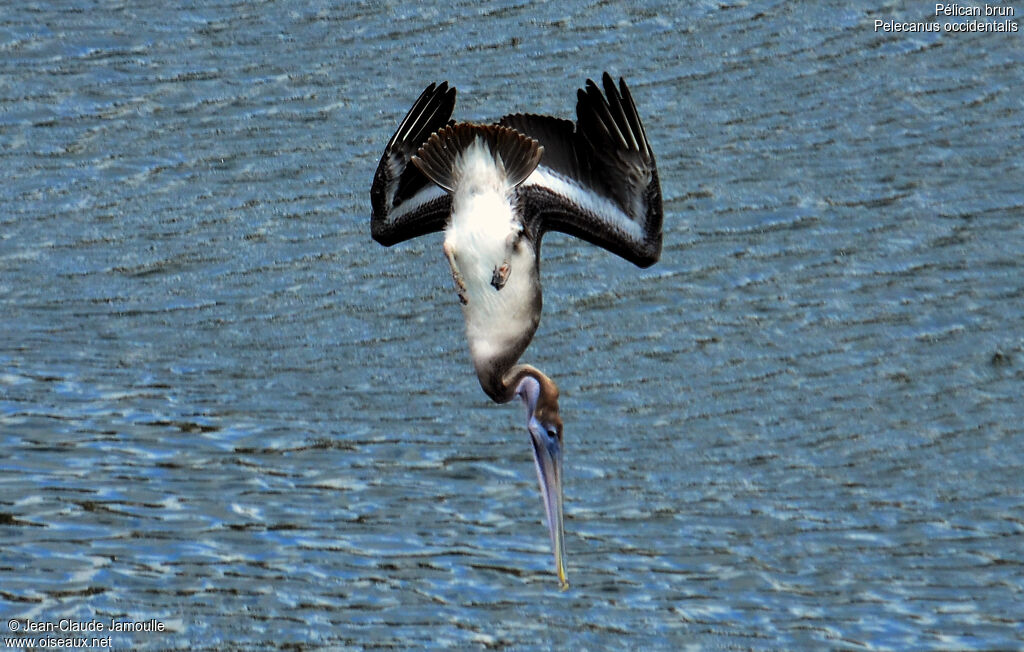 Brown Pelican, feeding habits, Behaviour