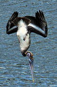 Brown Pelican