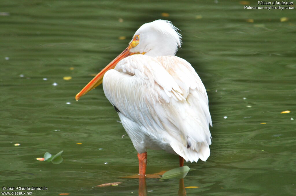 American White Pelicanadult, Behaviour