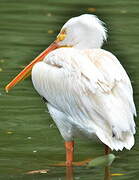 American White Pelican