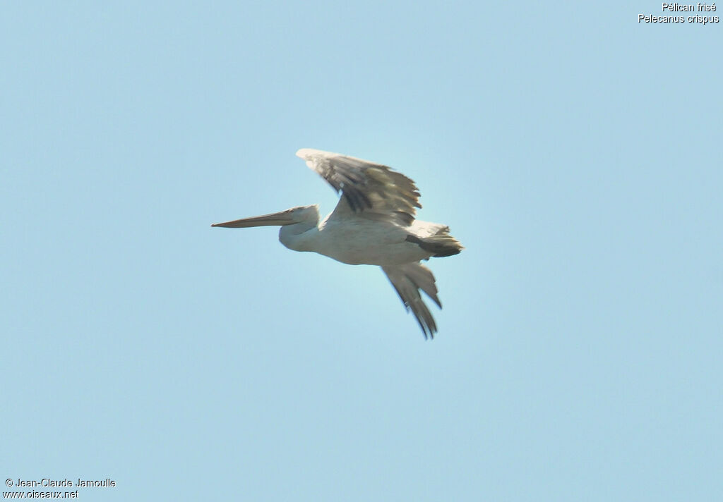 Dalmatian Pelicansubadult, Flight