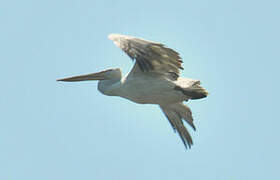 Dalmatian Pelican