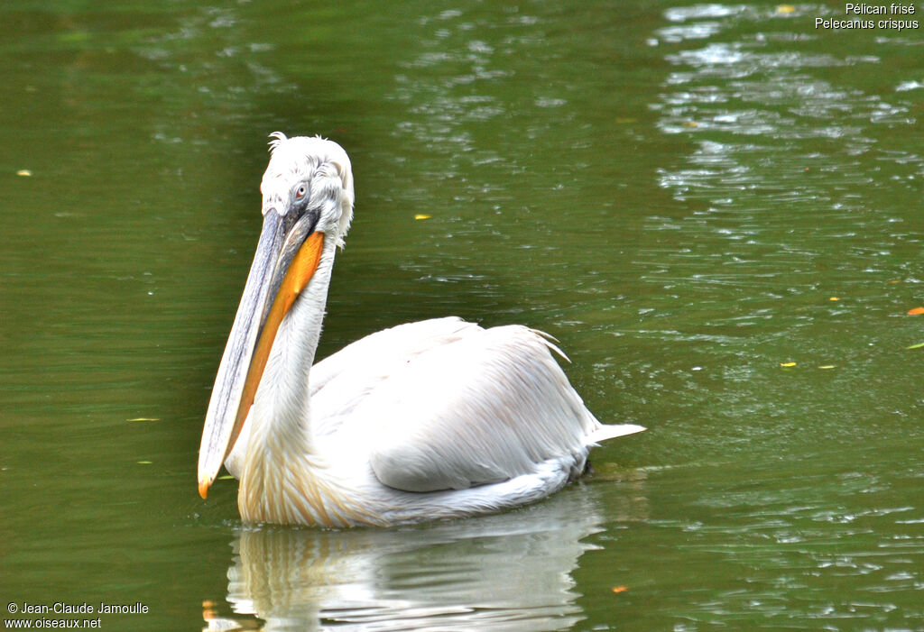 Dalmatian Pelicanadult breeding, Behaviour