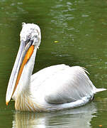 Dalmatian Pelican