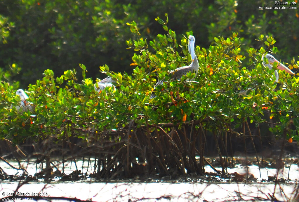 Pink-backed Pelicanadult, Behaviour