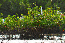 Pink-backed Pelican