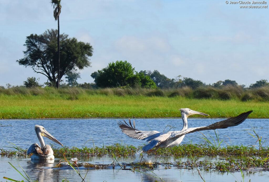 Pink-backed Pelican