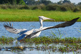 Pink-backed Pelican