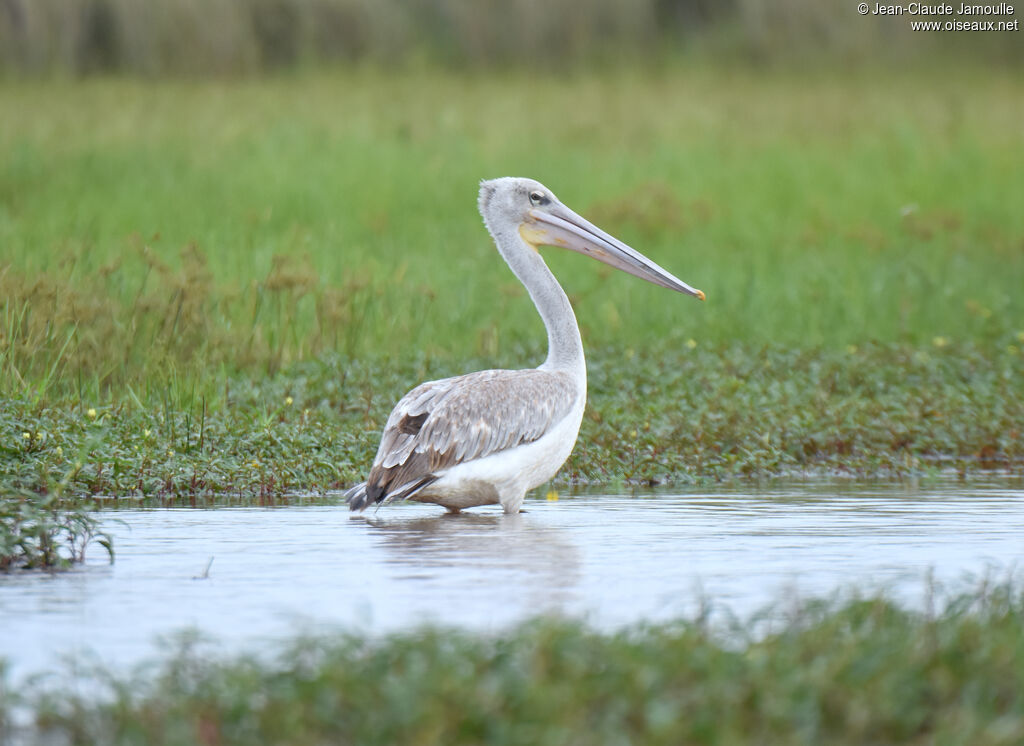 Pink-backed Pelican