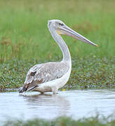 Pink-backed Pelican