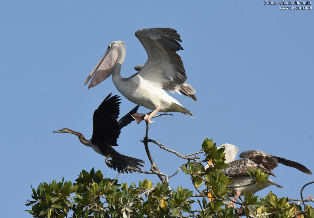 Pink-backed Pelican