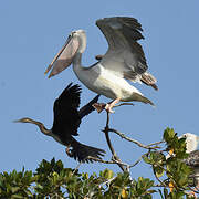 Pink-backed Pelican