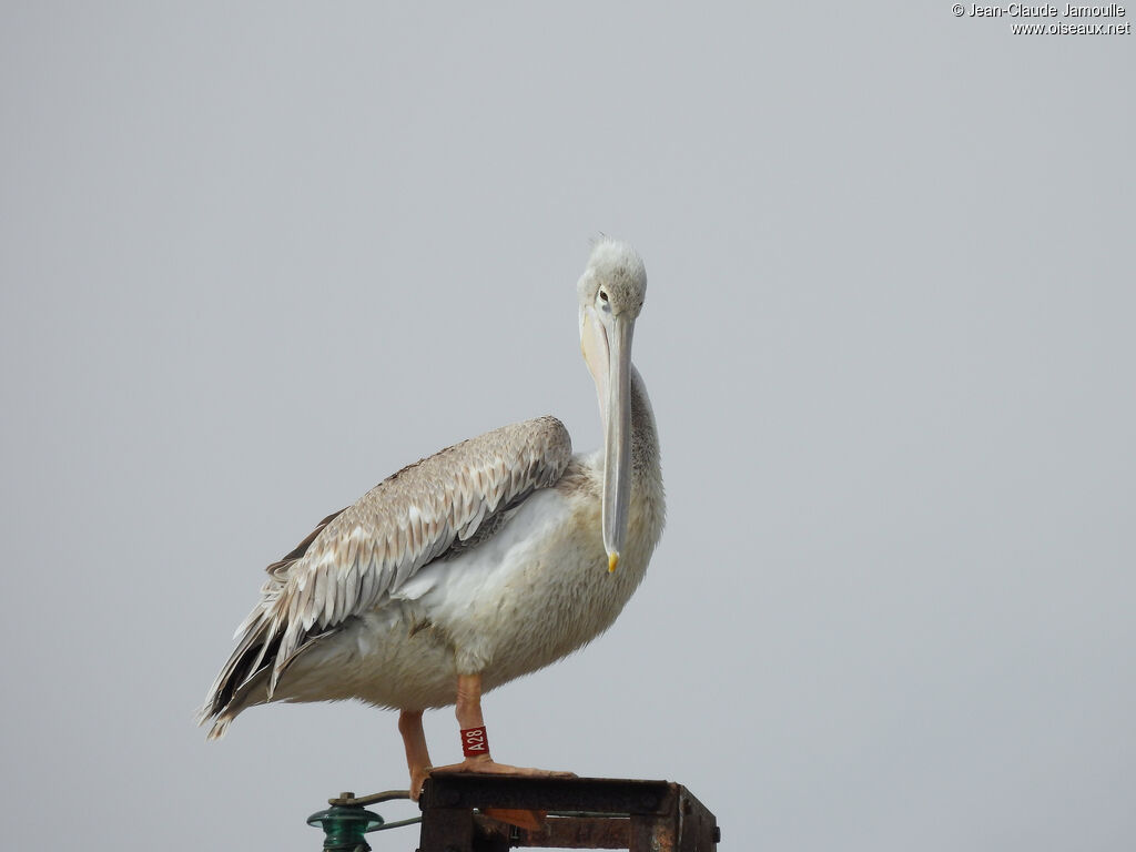 Pink-backed Pelican