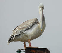 Pink-backed Pelican