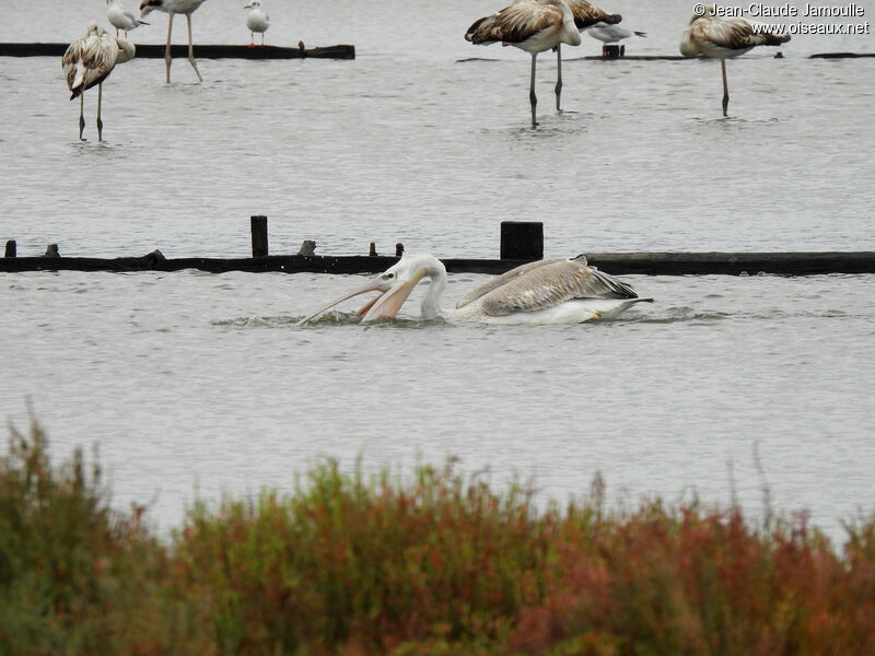 Pink-backed Pelican, swimming, fishing/hunting