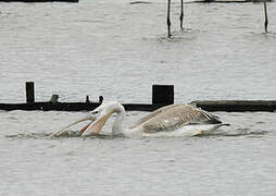 Pink-backed Pelican