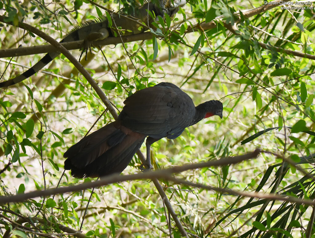 Crested Guan