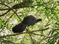 Crested Guan