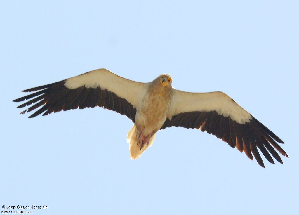 Egyptian Vultureadult, Flight