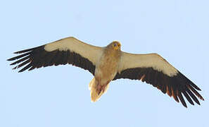 Egyptian Vulture