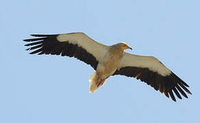 Egyptian Vulture