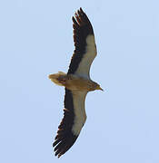 Egyptian Vulture