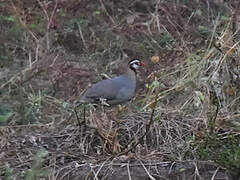 Arabian Partridge