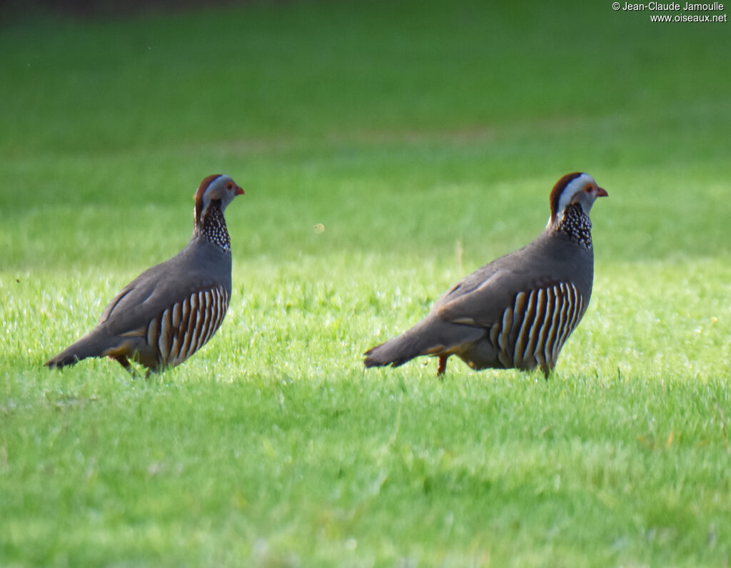 Barbary Partridge