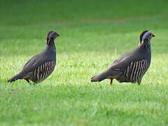 Barbary Partridge