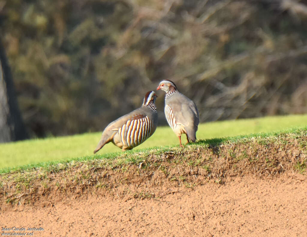 Barbary Partridgeadult, Behaviour