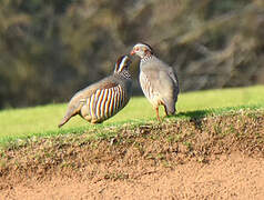 Barbary Partridge