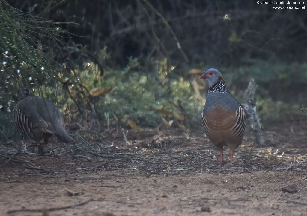 Barbary Partridge