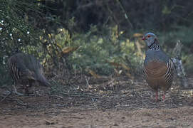 Barbary Partridge