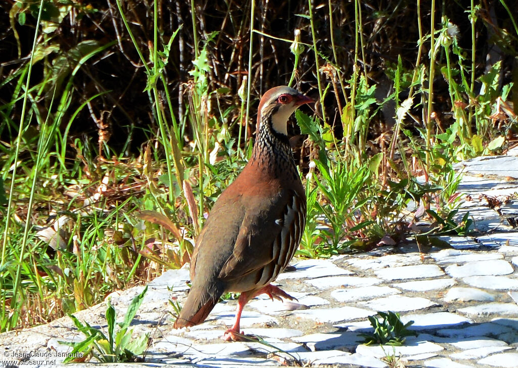 Perdrix rougeadulte