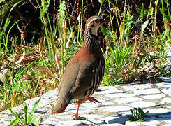 Red-legged Partridge