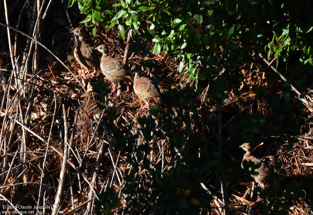 Red-legged Partridge