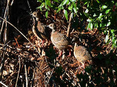 Red-legged Partridge