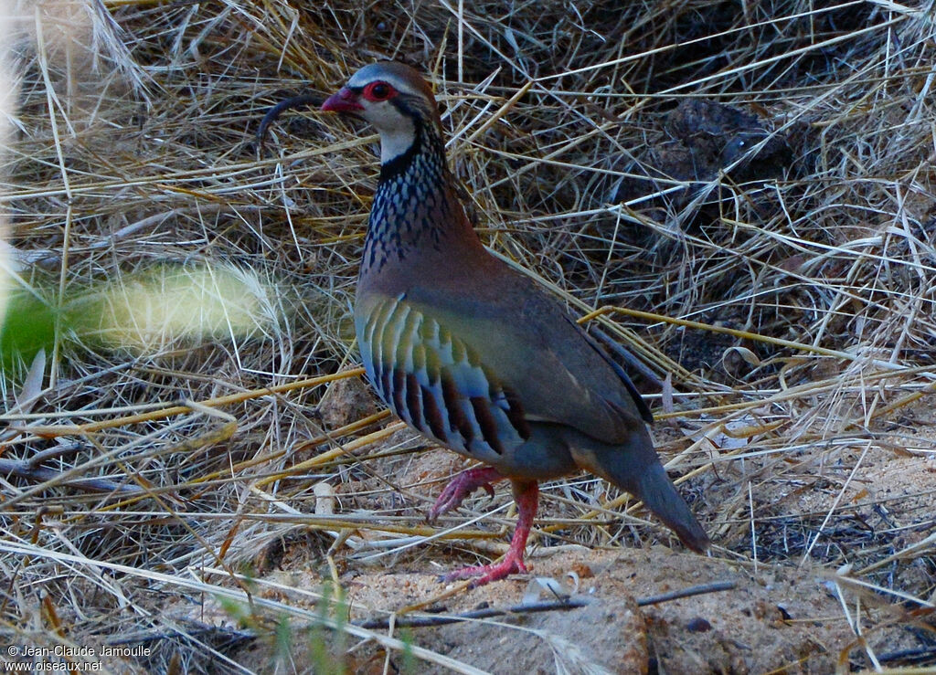 Red-legged Partridgeadult