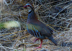 Red-legged Partridge