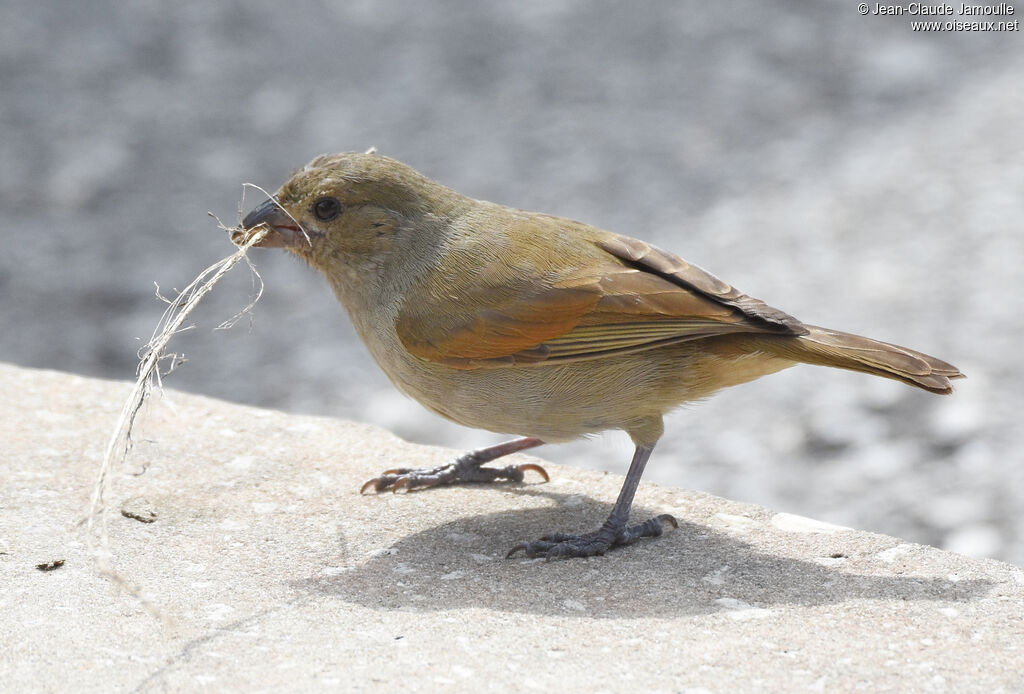 Pèrenoir de Barbade nidification