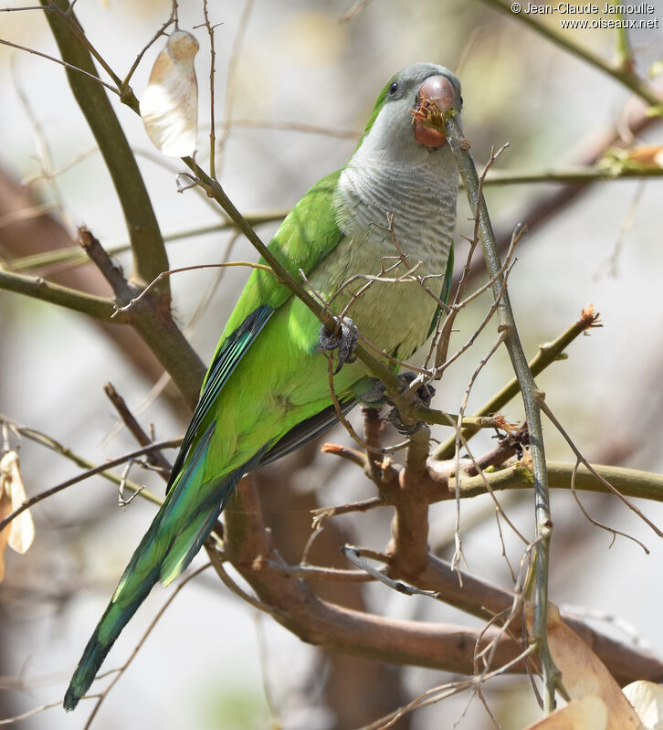 Monk Parakeet, Reproduction-nesting